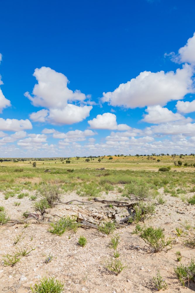 SANPARKS - Kgalagadi - Kameelsleep Well-260217-6