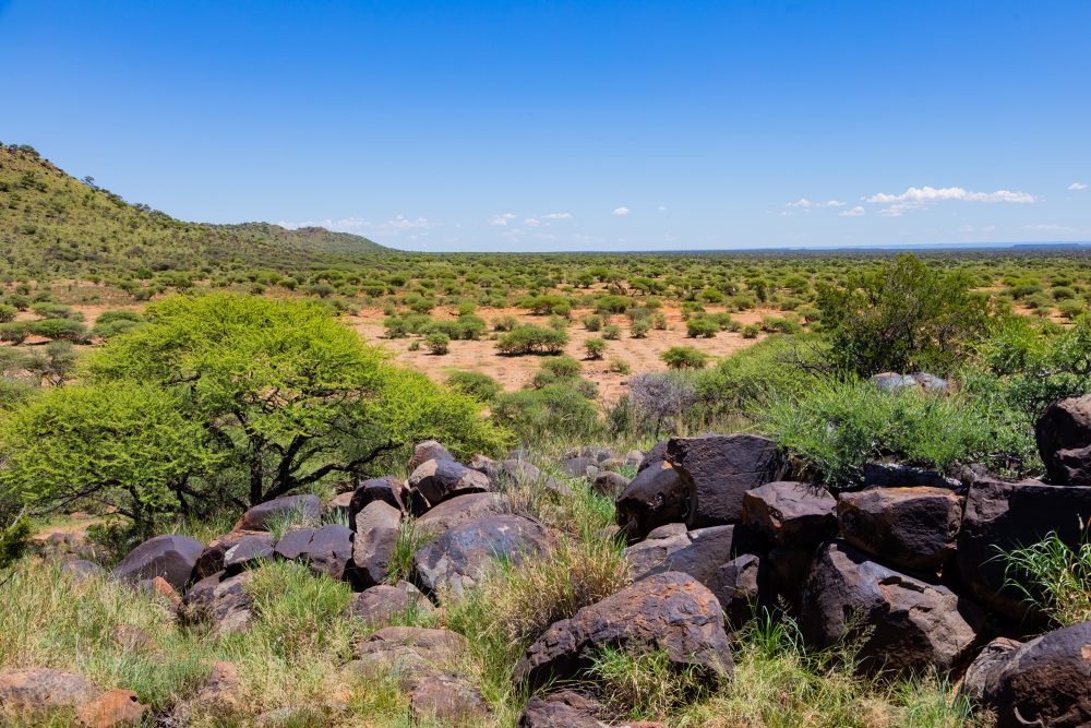 SANPARKS - Mokala - Doorn Laagte Petroglyph 1-260219-2