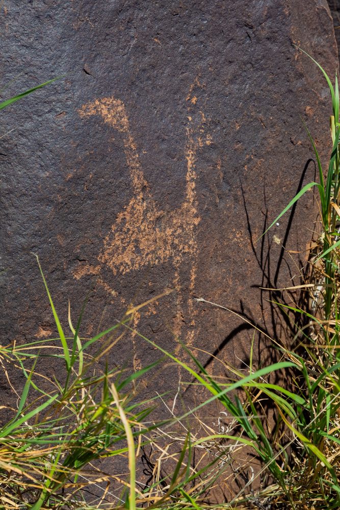 SANPARKS - Mokala - Doorn Laagte Petroglyph 2-260219-21