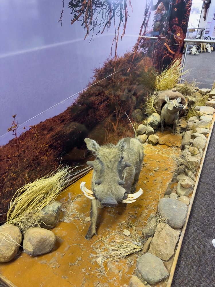 SANPARKS - Mokala - Mokala Interpretation Centre-260219-19