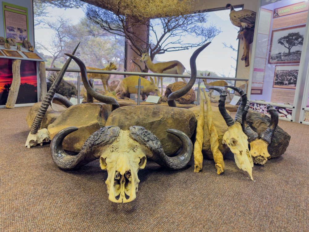 SANPARKS - Mokala - Mokala Interpretation Centre-260219-25