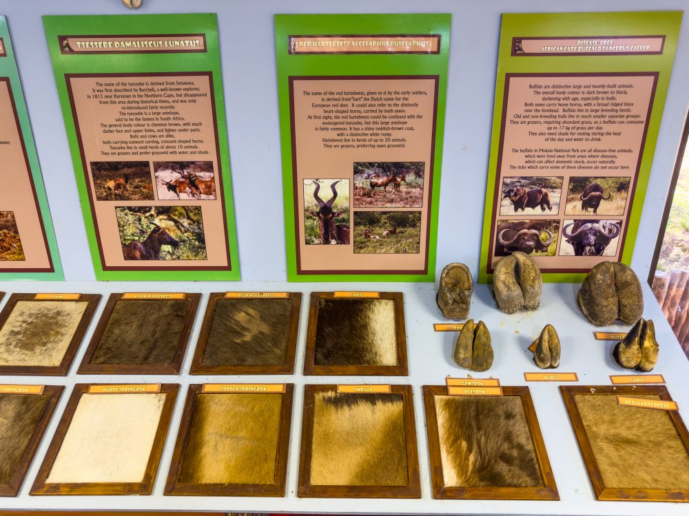SANPARKS - Mokala - Mokala Interpretation Centre-260219-69