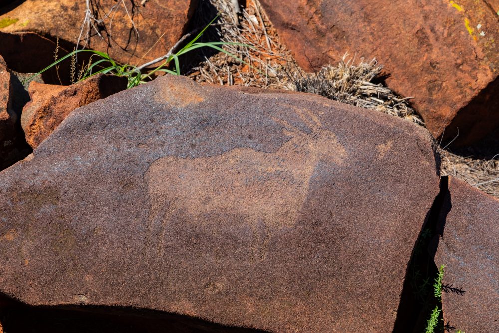 SANPARKS - Mokala - Scholtz Fontein North - Kameel Doorns Petroglyph-260219-1
