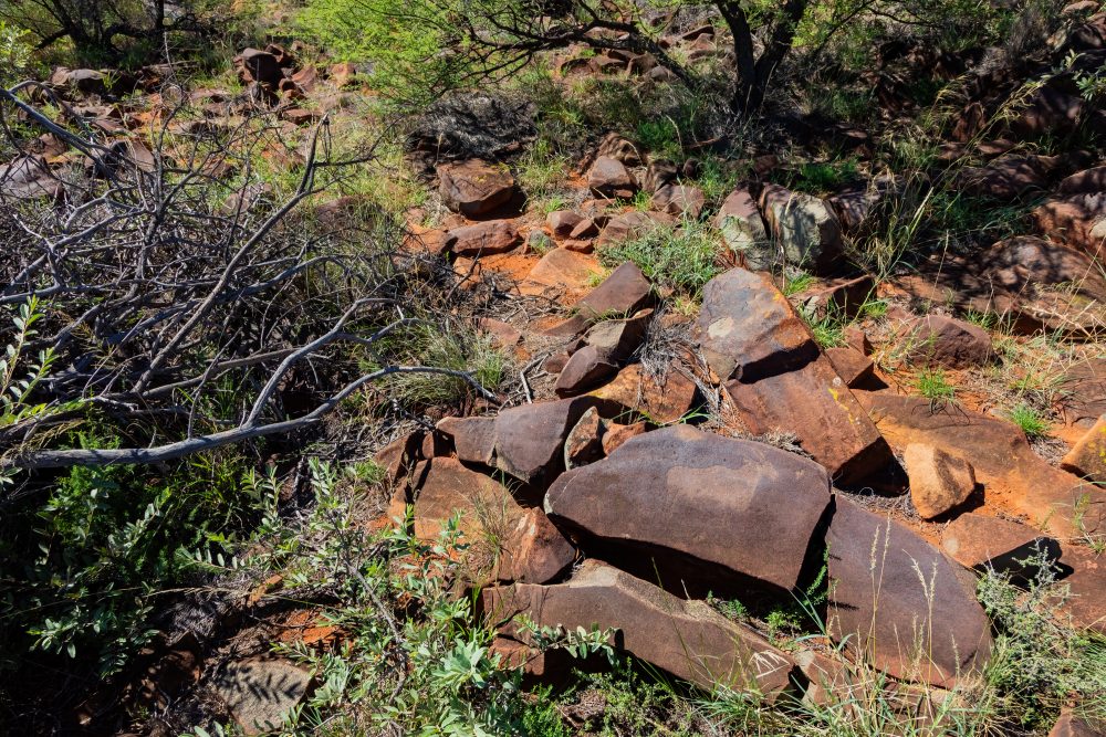 SANPARKS - Mokala - Scholtz Fontein North - Kameel Doorns Petroglyph-260219-4
