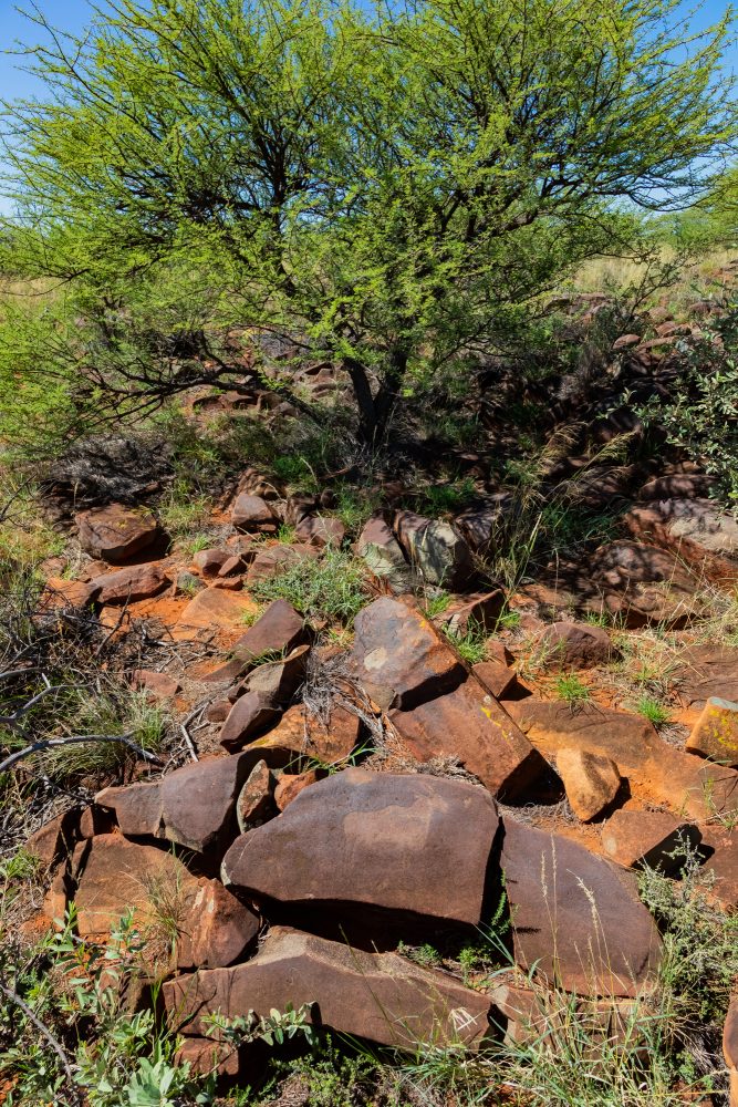 SANPARKS - Mokala - Scholtz Fontein North - Kameel Doorns Petroglyph-260219-5