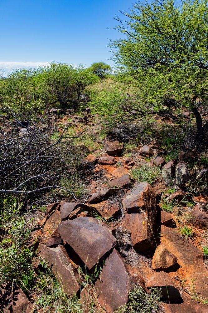 SANPARKS - Mokala - Scholtz Fontein North - Kameel Doorns Petroglyph-260219-6