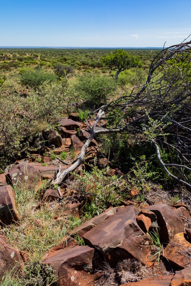 SANPARKS - Mokala - Scholtz Fontein North - Kameel Doorns Petroglyph-260219-7