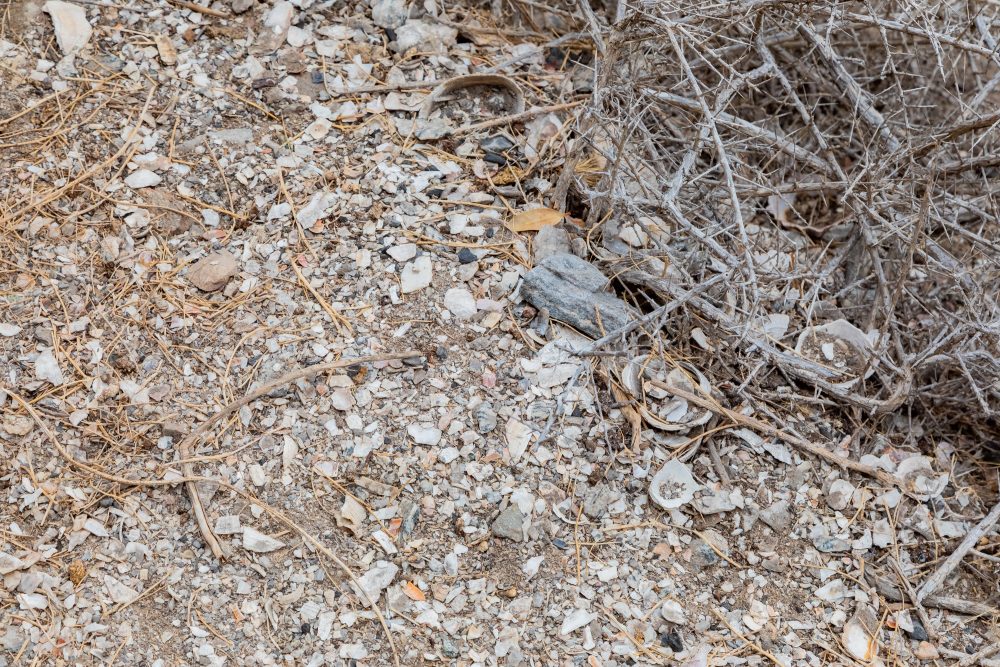 SANPARKS - Namaqua NP - Spoeg River Caves-260204-31