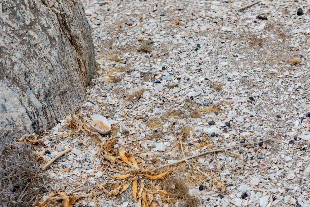 SANPARKS - Namaqua NP - Spoeg River Caves-260204-32
