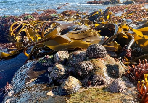 Toward Green List Status: Progress for the Namaqua National Park Marine Protected Area