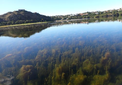 When the Swartvlei Estuary Exhaled Again: Storms, Mouths and Hidden Life in the Garden Route